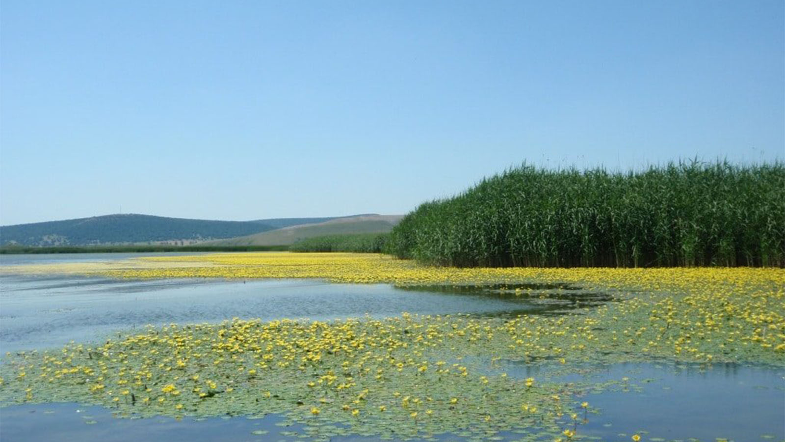 LACUL RAZELM, SUB LUPĂ: PLANURI PENTRU REPOPULAREA ȘALĂULUI ȘI SOLUȚII ...